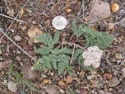 Canby's lomatium (Lomatium canbyi)